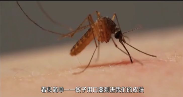 女子肩胛骨灵活到能夹死苍蝇