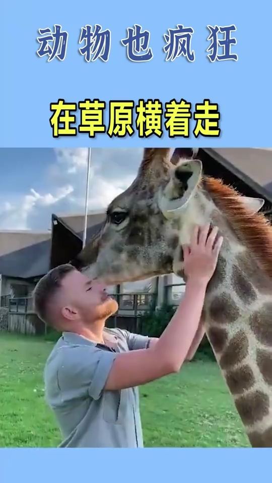 被自己养的狮子吃掉