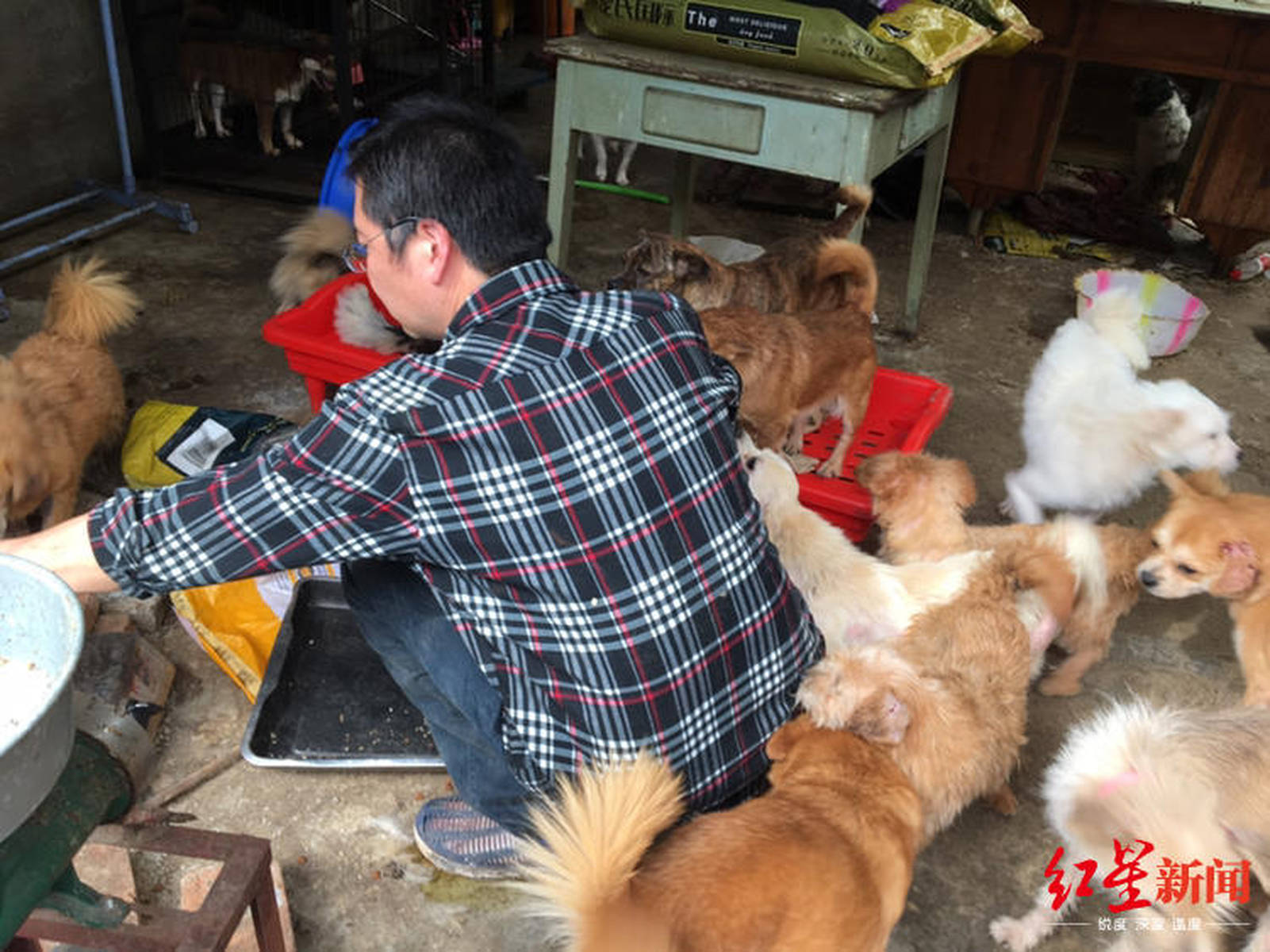 超市老板假借爱心领养烹食流浪狗