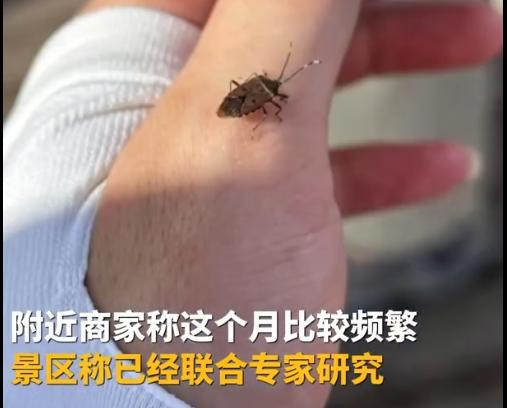 武功山有大量臭屁虫