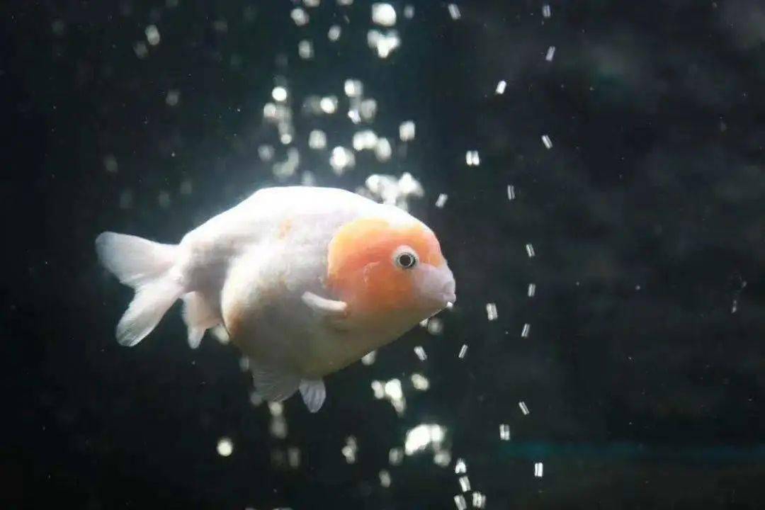 杭州有自己的梦核金鱼