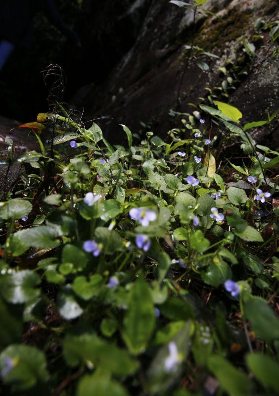 🌿震惊！深圳一地惊现10株罕见无叶美冠兰，专家称或改写植物学历史！