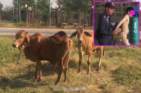 震惊！印度30岁男子因性侵马匹被捕，背后真相令人发指！